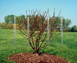 Picture of Malus x 'Hub Tures (Spring Sensation)'