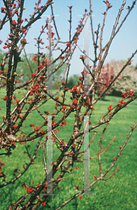 Picture of Malus x 'Hub Tures (Spring Sensation)'