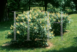 Picture of Rhus copallina var. latifolia 'Morton (Prairie Flame)'