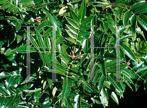 Picture of Rhus copallina var. latifolia 'Morton (Prairie Flame)'