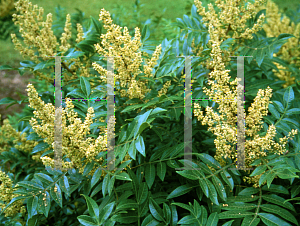 Picture of Rhus copallina var. latifolia 'Morton (Prairie Flame)'