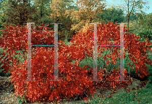 Picture of Rhus copallina var. latifolia 'Morton (Prairie Flame)'