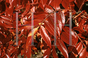 Picture of Rhus copallina var. latifolia 'Morton (Prairie Flame)'