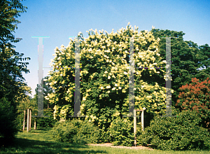 Picture of Syringa pekinensis 'Morton (China Snow)'