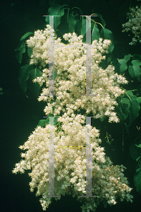 Picture of Syringa pekinensis 'Morton (China Snow)'