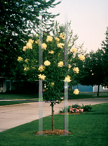 Picture of Syringa pekinensis 'Morton (China Snow)'