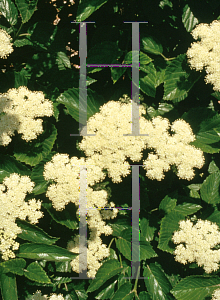 Picture of Viburnum dentatum 'Morton (Northern Burgundy)'