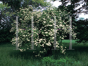 Picture of Viburnum rufidulum 'Morton (Emerald Charm)'