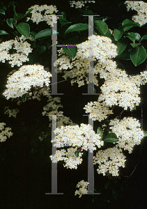 Picture of Viburnum rufidulum 'Morton (Emerald Charm)'