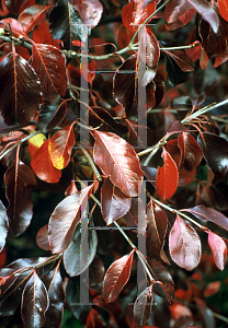 Picture of Viburnum rufidulum 'Morton (Emerald Charm)'