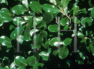 Picture of Viburnum rufidulum 'Morton (Emerald Charm)'