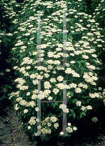 Picture of Viburnum dentatum 'Ralph Senior (Autumn Jazz)'