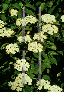 Picture of Viburnum dentatum 'Ralph Senior (Autumn Jazz)'