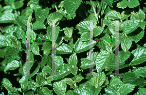 Picture of Viburnum dentatum 'Synnestvedt (Chicago Lustre)'