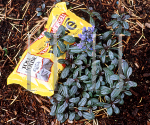 Picture of Ajuga reptans 'Chocolate Chip'