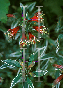 Picture of Alstroemeria psittacina 'Variegata'