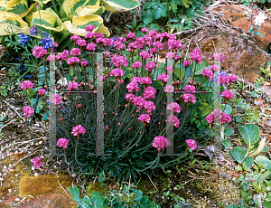 Picture of Armeria maritima 'Rubrifolia'