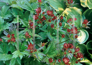 Picture of Astrantia major 'Hadspen Blood'