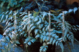 Picture of Athyrium nipponicum 'Silver Falls'