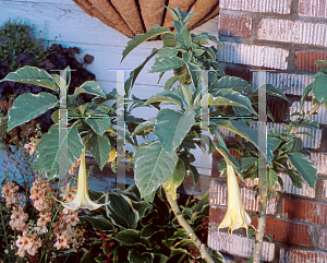 Picture of Brugmansia suaveolens 'Sunset'