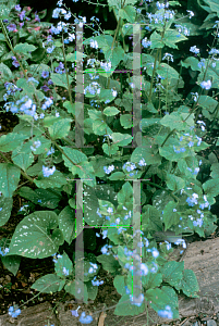 Picture of Brunnera macrophylla 'Langtrees'