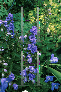 Picture of Campanula trachelium 'Bernice'