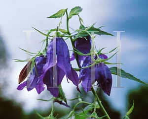 Picture of Campanula  'Kent Belle'