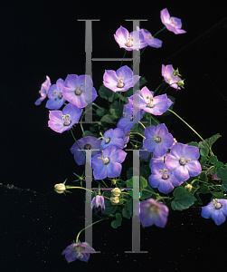 Picture of Campanula  'Samantha'