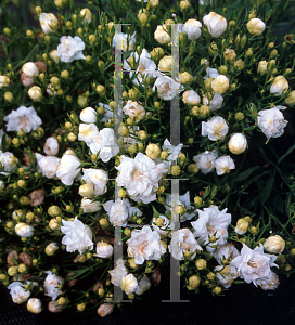 Picture of Campanula  'Warley White'