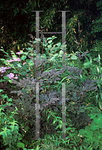 Picture of Actaea simplex 'Black Negligee'