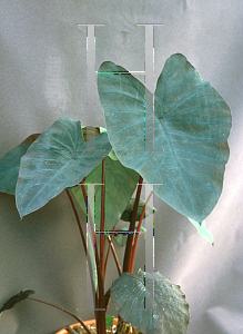 Picture of Colocasia esculenta 'Black Magic'