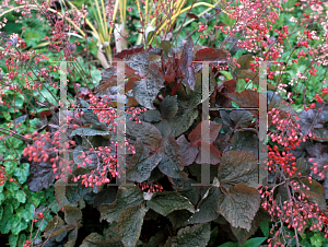 Picture of Cryptotaenia japonica 'Atropurpurea'