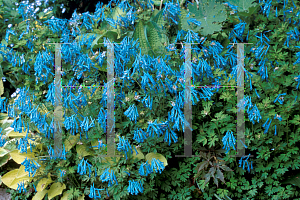 Picture of Corydalis flexuosa 'China Blue'