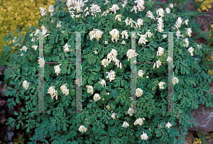 Picture of Corydalis ochroleuca 