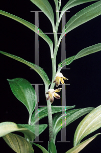 Picture of Disporopsis pernyi 'Bill Baker Form'