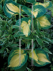 Picture of Disporum pullum 'Variegated'