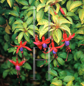 Picture of Fuchsia  'Genii'
