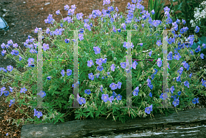 Picture of Geranium  'Brookside'