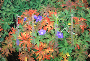 Picture of Geranium  'Brookside'