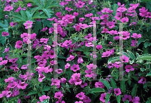 Picture of Geranium  'Patricia'