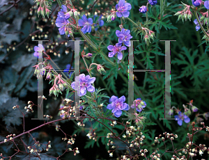 Picture of Geranium pratense 'Plenum-Caeruleum'