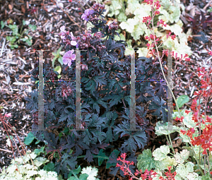 Picture of Geranium pratense 'Midnight Reiter'