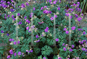 Picture of Geranium pratense 'Plenum-Violaceum'