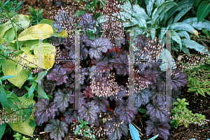 Picture of Heuchera  'Amethyst Myst'