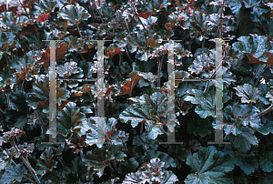 Picture of Heuchera  'Cappuccino'