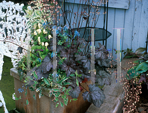 Picture of Heuchera americana 'Chocolate Veil'