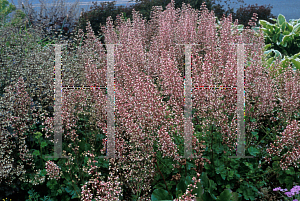 Picture of Heuchera  'Champagne Bubbles'