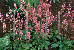 Picture of Heuchera  'Coral Bouquet'