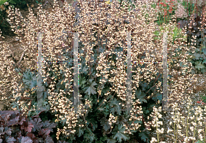 Picture of Heuchera  'Ebony & Ivory'