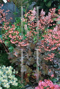 Picture of Heuchera  'Fireworks'